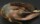 Image of DARWIN’S SPECIMEN