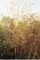 Image of LA RIVER BY TODD COLE