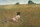 Image of DAYS OF HEAVEN
