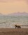 Image of THE CALIFORNIA GRIZZLY BEAR