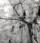 Image of 'Fetish Tree'