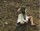 Image of Missy In Furs, Western Mass