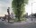 Image of TREES
