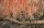 Image of LANDSCAPES